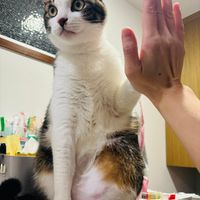 可能是貓的圖像