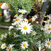 可能是藍眼菊、頭狀薰衣草和露薇花屬的圖像