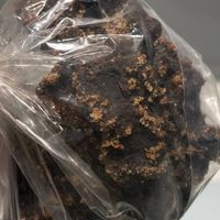 可能是苔蘚蟲的圖像