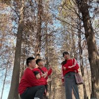 可能是樹的圖像