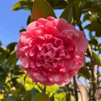 可能是花的圖像