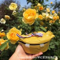可能是洋桔梗和文字的圖像