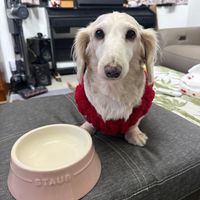 可能是顯示的文字是「 STAUB 」的圖像