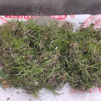 可能是草的圖像