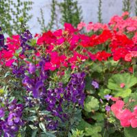可能是勿忘草、露薇花屬、天竺葵、常春藤和顯示的文字是「 ጊረትህት Hsuan 」的圖像
