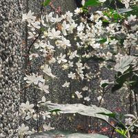 可能是唐棣屬植物、小木犀樹、雪花蓮和核果樹的圖像