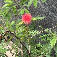 可能是朱纓花的圖像