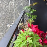 可能是常春藤的圖像
