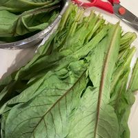 可能是綠葉甘藍、莙薘菜和紫蘇的圖像