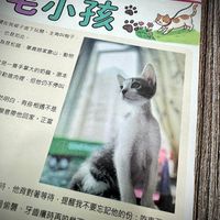 可能是貓和文字的圖像
