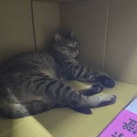 可能是貓和顯示的文字是「樂」的圖像