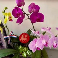 可能是非洲紫蘿蘭、萬代蘭屬和文字的圖像