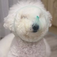 可能是狗的圖像