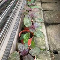 可能是非洲紫蘿蘭、紫蘇和莧屬植物的圖像