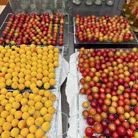 可能是水果、唐棣屬植物和西洋山茱萸的圖像