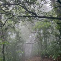 可能是山月桂、霧和大自然的圖像