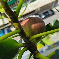 可能是無花果的圖像