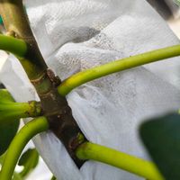 可能是無花果的圖像