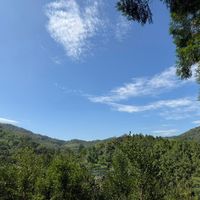 可能是樹、山、雲和霧的圖像