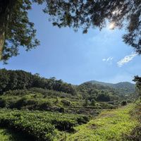 可能是雲、樹和霧的圖像