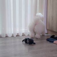 可能是玩具的圖像